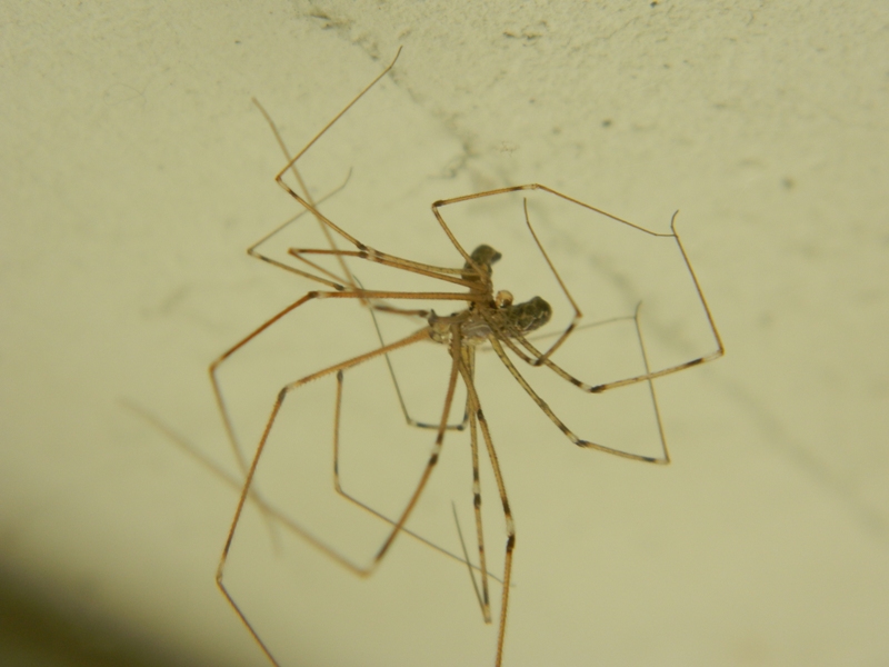 Accoppiamento Holochnemus pluchei - Viadana (MN)